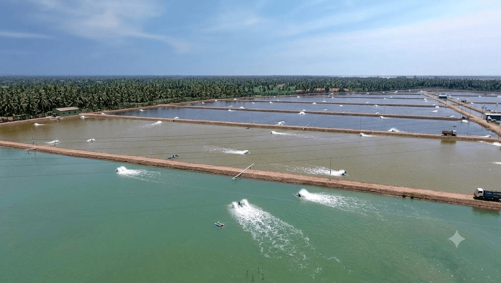 Shrimp Farm Aquaculture